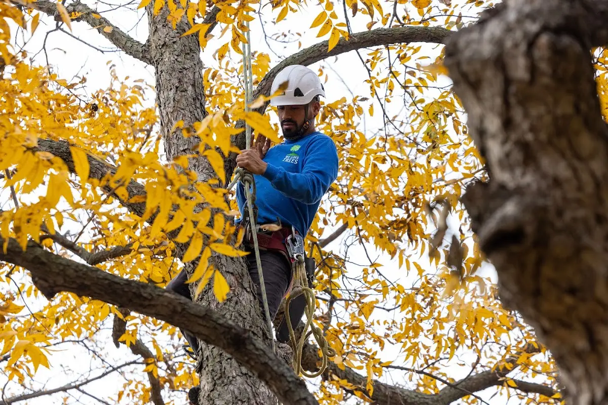 Skilled Storm Damage Cleanup crew working in Sugar City