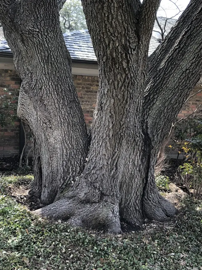 Mature heritage tree close to a Sugar City property cared for by certified arborists
